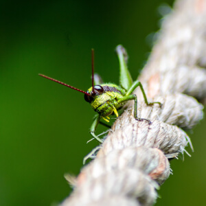 About HM Pest Control